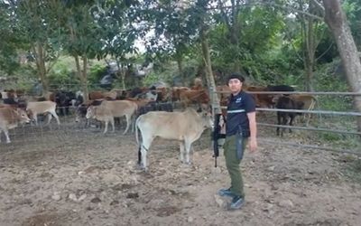 Police stop nearly 90 cattle being smuggled from Myanmar