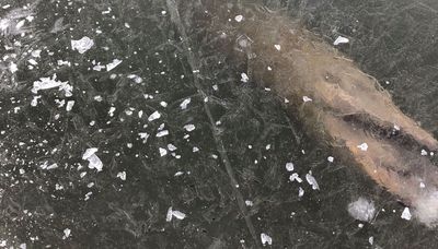 Muskie on ice? Christmas trees and crappie sets, fishing DuSable Harbor