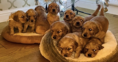 Edinburgh to see new 'puppy yoga' class with litter of adorable retrievers