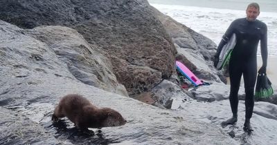 The heartwarming moment a young otter followed a father and son back from the beach