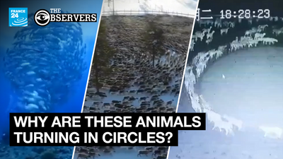 These videos of animals moving in circles are not proof of any conspiracy theory