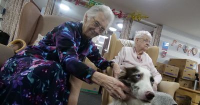 Gorgeous therapy dog 'brings back memories and loves being spoiled' by residents at a Morpeth care home