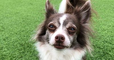 Adorable Edinburgh Chihuahua desperate for new owner that can give belly rubs