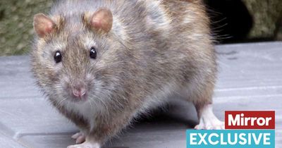 Warning over new breed of super rodents feared to be 'threat to humans'