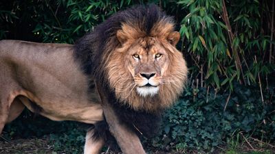 As wild African lions struggle against human progress, zoos such as Canberra's are playing an important role