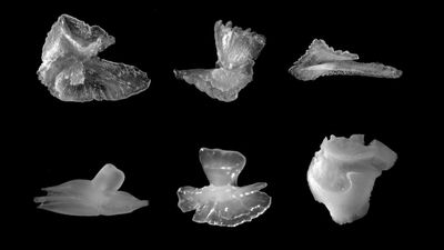 Fish ear bones, otoliths, teach scientists about marine life and seafood fraud