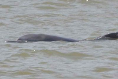 Rare dolphins spotted frolicking in the Bang Pakong River