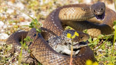 Reptile experts dispel rumours that bobtail lizards keep snakes away from the garden