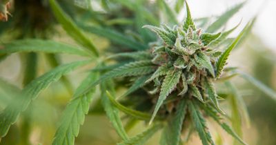 Factory found to be infusing sweets with cannabis raided by police