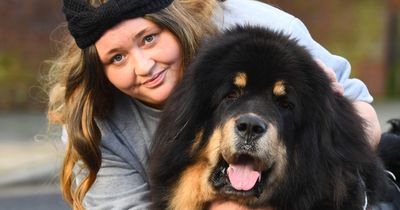 Mum's 'Scouse Lion' so big people mistake her for a bear