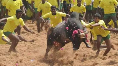 Jallikattu season begins in Tamil Nadu