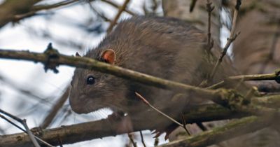 Giant Edinburgh 'tree climbing rat' spotted by local in city park