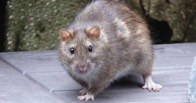 Warning over new breed of ‘super rodents’ that could be ‘danger to human life’