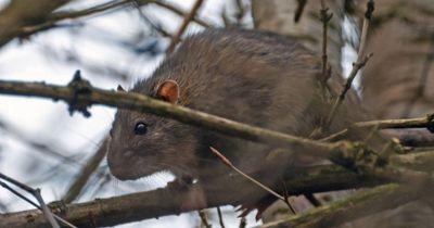 Giant rat spotted climbing tree in Edinburgh as shocked locals watch on