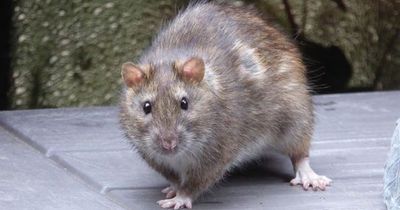 Warning over new breed of super rodents that pose a 'threat to human health'