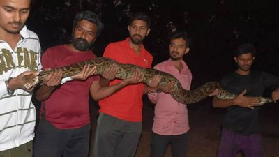 Twelve-foot-long Indian rock python rescued in Thane