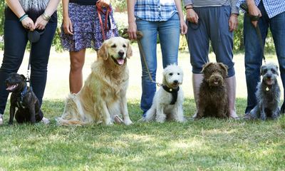 I took my dog to obedience school – but it was me who got trained