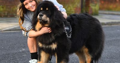 Mum's beloved dog 'so big' people mistake her for a bear