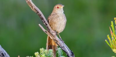Meet the eastern bristlebird: tragically under-appreciated, and one fire away from local extinction