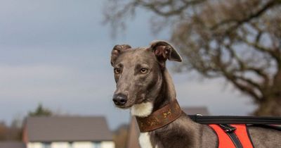 Dog kept in 'dark and dirty kennel' with infected leg bearing metal plate fixed to exposed bone