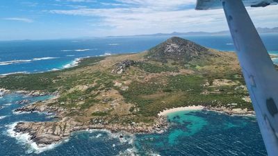 How Hummocky's (Mount Chappell Island) super-sized tiger snakes outgrew their mainland counterparts