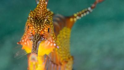 Australian sea dragon conservation enlists help of divers, artificial intelligence