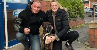 Banksy the painting dog finally finds a forever home after 18 months at Bristol Animal Rescue Centre
