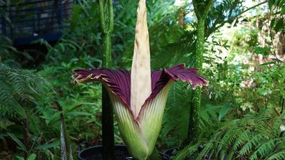 Second-generation corpse flower, grown from leaf cutting, blooms at Adelaide Botanic Gardens