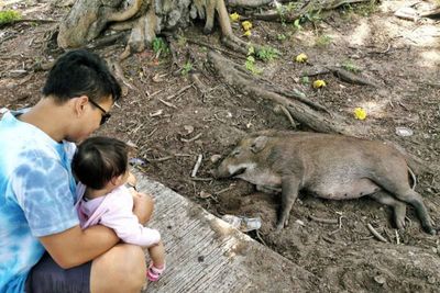 Dept asks Malaysia to monitor wild boar health