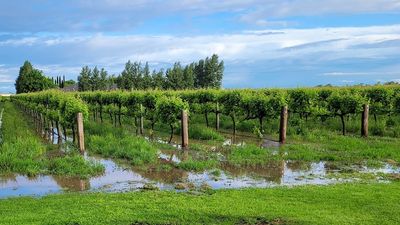 Who wants to buy a grape farm with no income? Flooded farmers find soggy grapes a tough sell