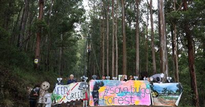 Two arrested as Bulga locals fight against logging of native forests