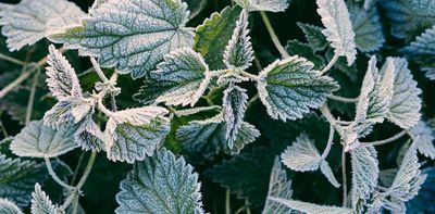 Why we should all learn to love stinging nettles