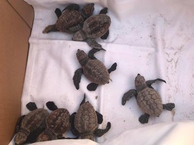 Beach walkers help unravel turtle mystery