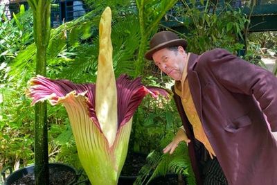 Rare ‘corpse flower’ blooming in Australia draws thousands to smell ‘rotting odour’