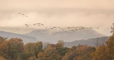 Lives and challenges faced by geese in Dumfries and Galloway to come under the spotlight