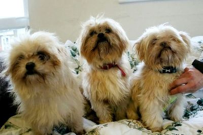 More than 90 shih-tzus rescued from ‘unsafe’ home malnourished and covered in faeces