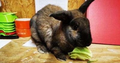 Appeal launched after abandoned rabbit found in Dumbarton