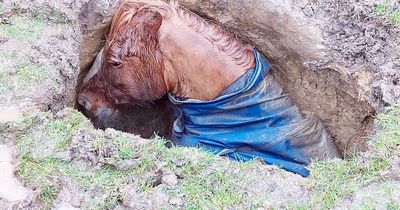 Prince the horse left stuck in huge sinkhole after fall