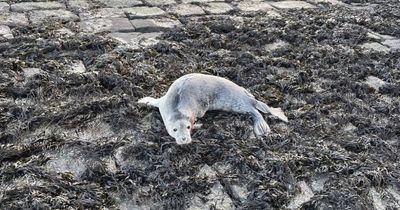 Baby seal dies after horror dog attack at Scots harbour leaves it with broken jaw
