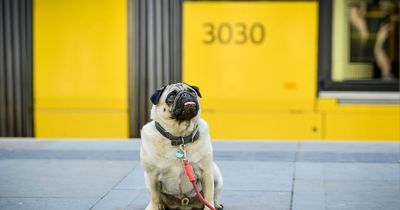 Dogs set to be allowed on Metrolink trams permanently after trial deemed success
