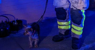Emergency workers assist small dog following Dun Laoghaire house fire