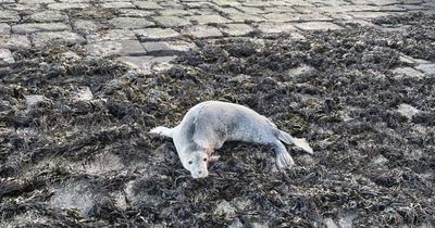 Horror dog attack on Edinburgh beach sees baby seal pup with broken jaw put down