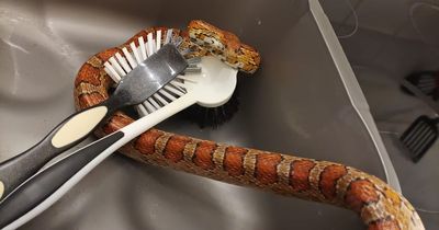 Scots dad terrified after finding 4ft snake in dead aunt's kitchen sink