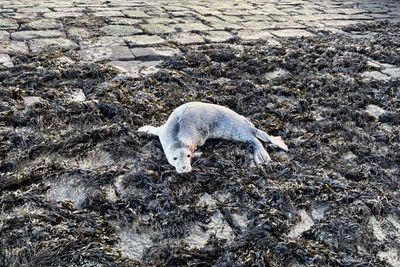 Seal pup put down following 'severe' dog attack in Scottish city