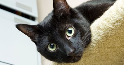 'My step daughter refuses to speak to me as she hates the name I gave our cat'