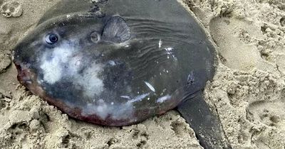 Beachgoer baffled by 5ft tall 'odd-looking' sea creature that washed up on UK coast