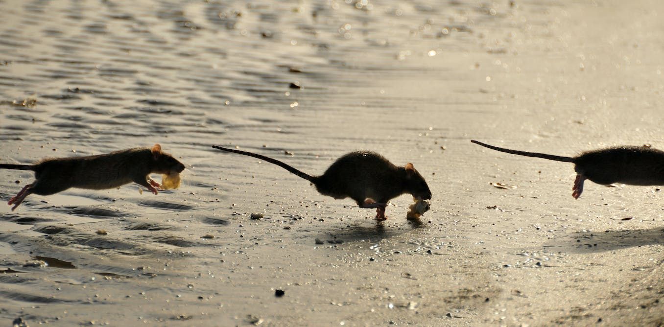 Puerto Rico Rats Invasive rats are changing fish behaviour on coral…