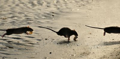 Invasive rats are changing fish behaviour on coral reefs – new study