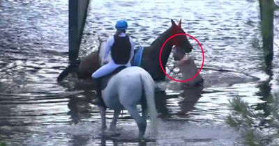 Starter strips to boxer shorts to rescue horse from canal that broke out of racetrack