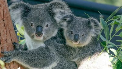 Traded biodiversity 'credits' are key to Labor's environmental plans, but critics are not convinced